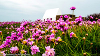 Blooms of St Ouen